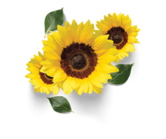 Sunflower Oil - Best Organic Sunflower Oil In India At Gulaboils - Image 2/2