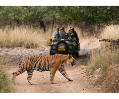 •	Golden Triangle Tour with a spice of Wildlife - Image 1/10