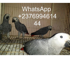African grey parrots for sale whatsapp +237699461444 - 1