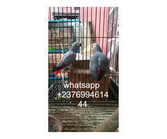 African grey parrots for sale whatsapp +237699461444 - 2