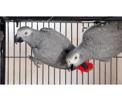 African grey parrots for sale whatsapp +237699461444 - 3
