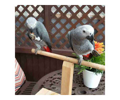 African grey parrots for sale whatsapp +237699461444 - 4
