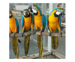 African grey parrots for sale whatsapp +237699461444 - 5