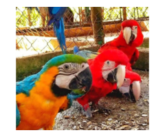 African grey parrots for sale whatsapp +237699461444 - 6