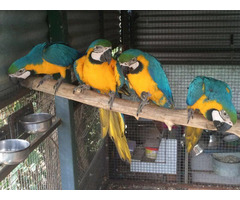 African grey parrots for sale whatsapp +237699461444 - 7