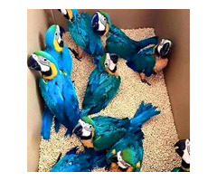 African grey parrots for sale whatsapp +237699461444 - 8