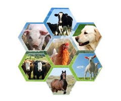 Vet Pharma Companies in India | Ashish Life Science - 2