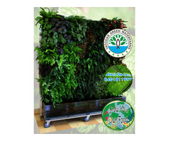 Hydroponics and Aquaponics System to Grow your own food - Image 3/10