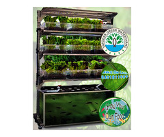 Hydroponics and Aquaponics System to Grow your own food - Image 4/10