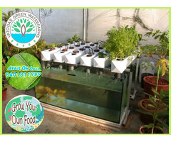 Hydroponics and Aquaponics System to Grow your own food - Image 7/10