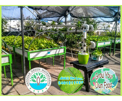 Hydroponics and Aquaponics System to Grow your own food - Image 10/10