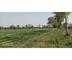 19.5 Bigha Agricultural Land at Sanoda Gam, Dehgam Taluka, Gandhinagar, Gujarat. - Image 1/5