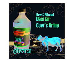 Fresh cow milk delivery near me | Ksheerdham Dairy Products - Image 7/9