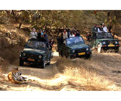 Ranthambore Online Jeep Safari Booking - Image 2/5