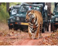 Ranthambore Online Jeep Safari Booking - Image 3/5