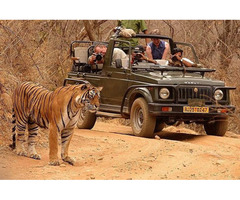 Ranthambore Online Jeep Safari Booking - Image 5/5