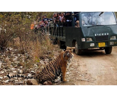 Ranthambore Online Jeep Safari Booking - Image 4/5