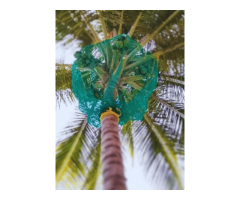 Best Coconut Tree Safety Nets in Bangalore. Call - 6362539199 - Image 1/4