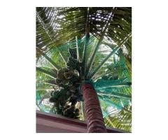 Best Coconut Tree Safety Nets in Bangalore. Call - 6362539199 - Image 2/4