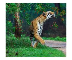 Safari Timing in Pench - Image 1/3