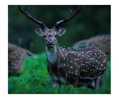 Safari Timing in Pench - Image 2/3