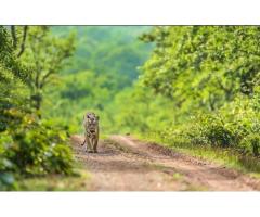 Safari Timing in Pench - Image 3/3