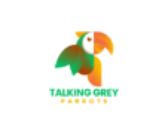 Parrots for Sale  | Where to buy a Parrot near Me 2024-2025 - Image 1/3