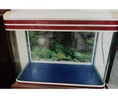 Fish Acquarium - 5