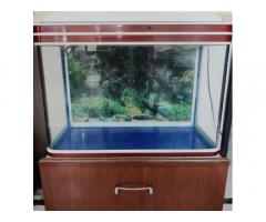 Fish Acquarium - 6