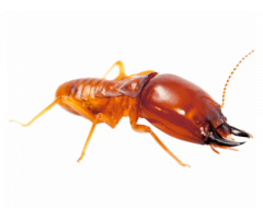 Anti-Termite Control Service in Dubai - Book Now!