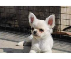 Chihuahua Puppies For Sale In Delhi
