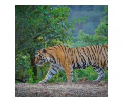 Rajasthan Safari Tour Packages