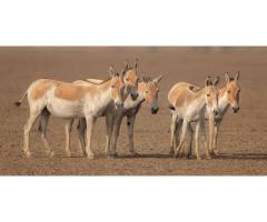 Gujarat Tourism Packages