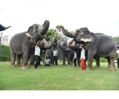 Elephant Village In Jaipur A Unique Cultural Experience