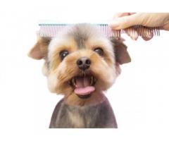 Online Vet Consultation - ThePetNest