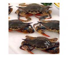 Crab fattening