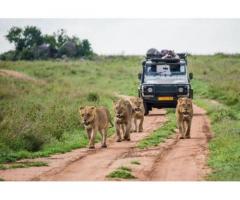 Evening Desert Safari Sharjah: A Magical Sunset Adventure
