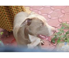 one year old pitbull dog for sale - Image 1/2