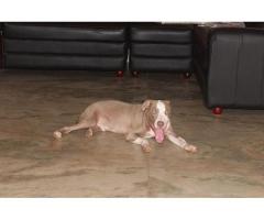 one year old pitbull dog for sale - Image 2/2