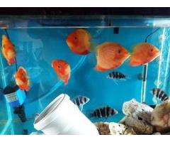 8 mm 2.5 feet modi glass aquarium with 6 severum & 6 frontossa - Image 1/2