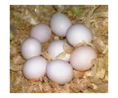 Fresh laid Fertile parrot eggs and parrots for sale - Image 2/2